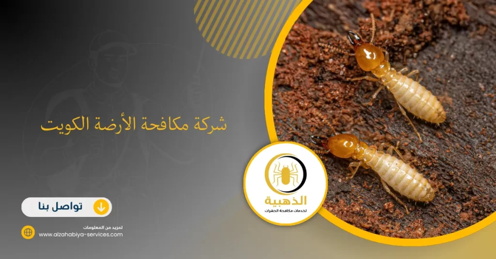 شركة مكافحة الأرضة الكويت