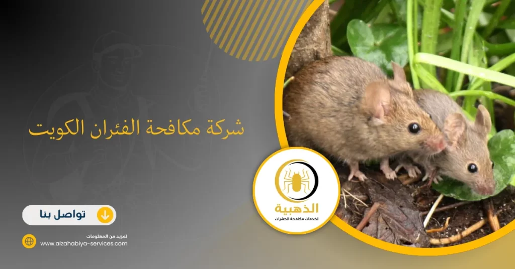 شركة مكافحة الفئران الكويت