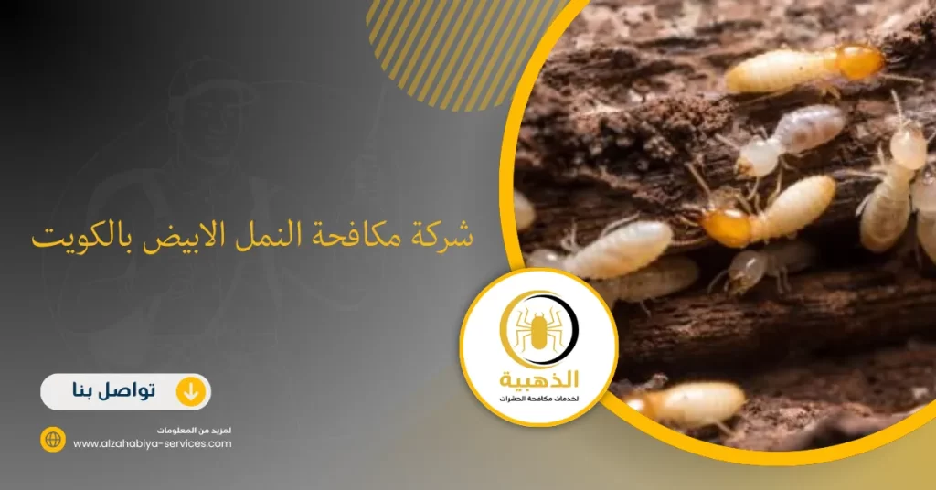 شركة مكافحة النمل الابيض بالكويت