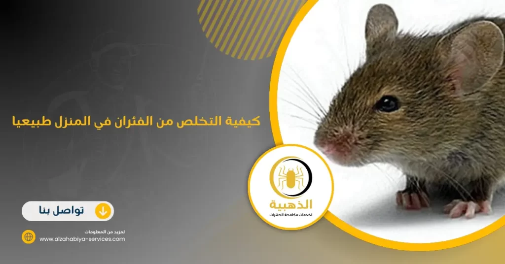 كيفية التخلص من الفئران في المنزل طبيعيا