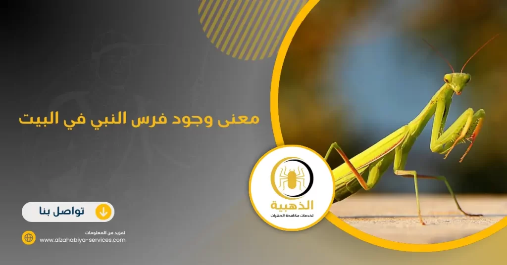 معنى وجود فرس النبي في البيت