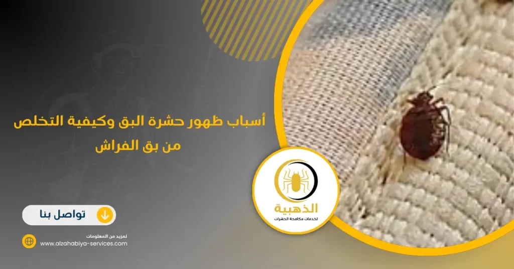 أسباب ظهور حشرة البق وكيفية التخلص من بق الفراش