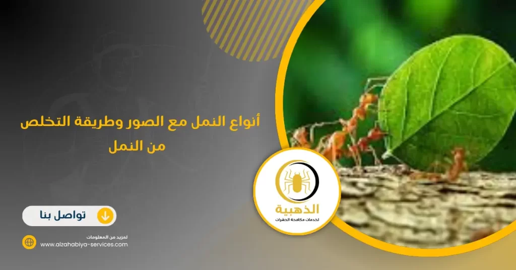 أنواع النمل مع الصور وطريقة التخلص من النمل