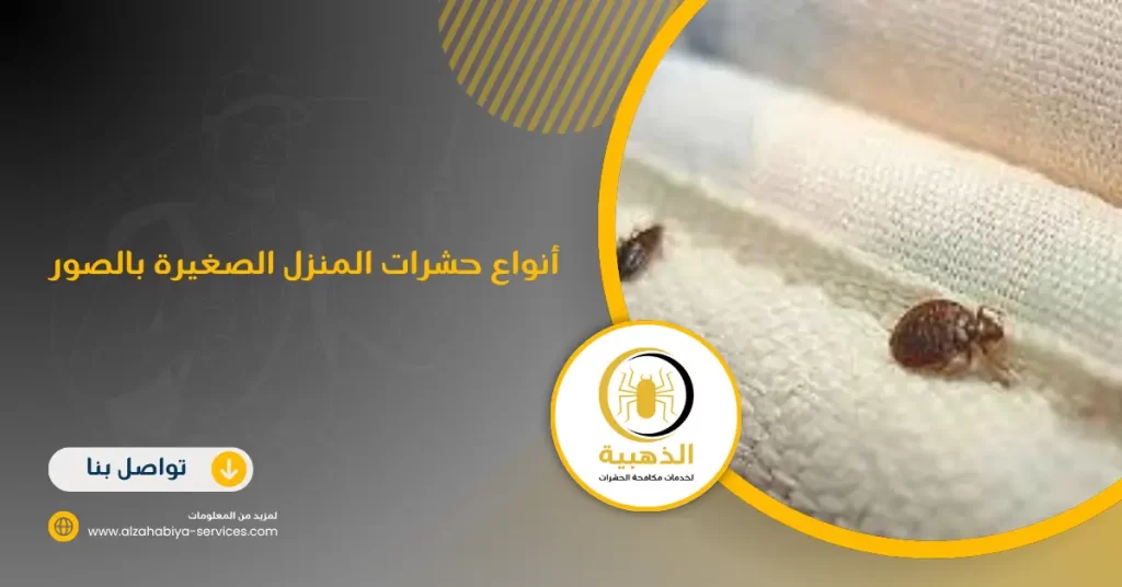 أنواع حشرات المنزل الصغيرة بالصور