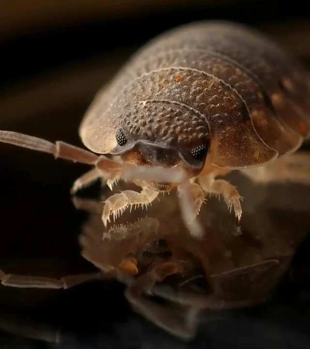 مكافحة البق