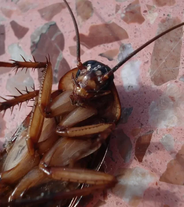 مكافحة الصراصير