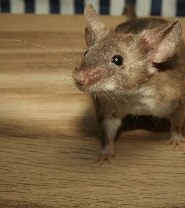 مكافحة فئران